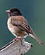 Dark-Eyed Junco